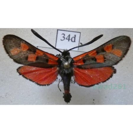 Zygaena rhadamanthus kiesenwetteri Herrich-Schäffer, 1852 Spain34d